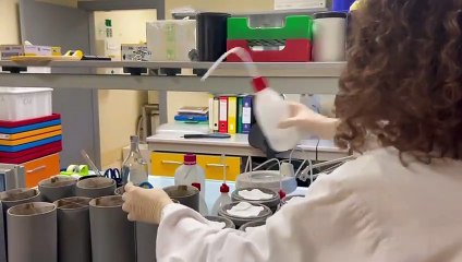 Zanzara tigre, dalle pupe ai 'pasti di sangue' ai raggi X. Il videoreportage dai laboratori del Caa di Crevalcore (Bologna)