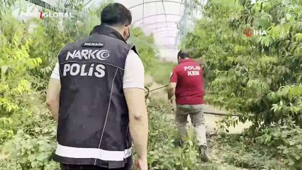 Şeftali serasında görüldü, ekipler harekete geçti! Çuvallarca ele geçirildi