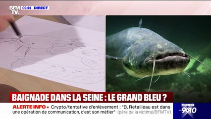 "Il ne va pas s'attaquer à un être humain": Bill François, biophysicien, décrit le rôle du silure dans la Seine