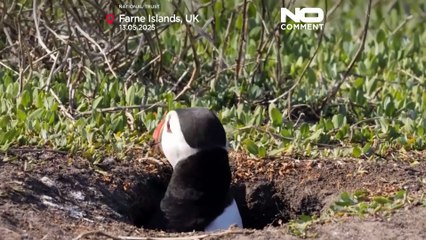 Puffin count begins as Farne Islands celebrate 100 years of protection