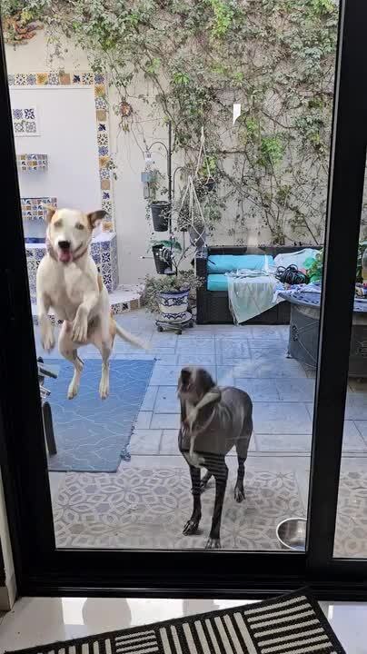Dogs Start Jumping Excitedly Upon Seeing Their Owner