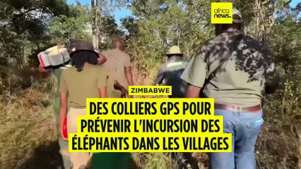 Zimbabwe : des éléphants dotés de colliers GPS pour protéger les villageois
