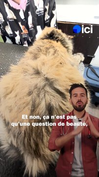 Nos chats peuvent avoir des pellicules