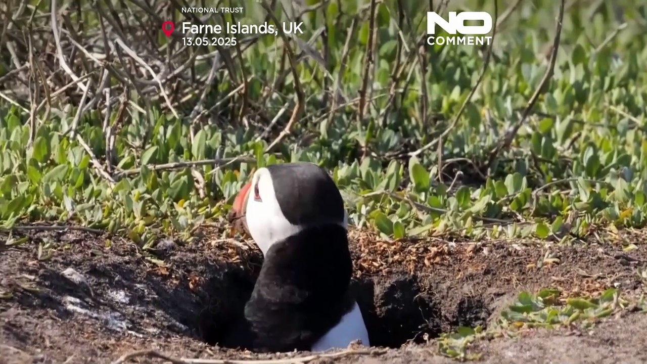 Zählung der Papageientaucher: Farne-Inseln feiern 100 Jahre Schutz