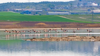 Flamingolar Gölbaşı'nda mola verdi: Görüntüler muhteşem!