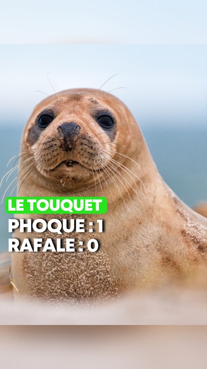 Pas de Rafale ni de Patrouille de France à cause des phoques !