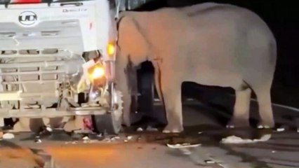 Una madre elefanta permaneció horas al lado del camión que atropelló a su cría