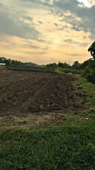 Pemandangan pesawahan sore hari