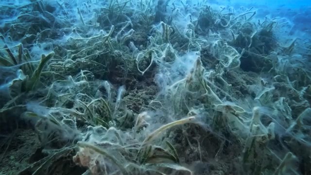 Marmara'dan Saros Körfezi'ne ulaşan müsilaj deniz çayırlarını tehdit ediyor