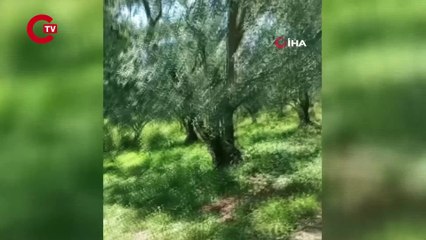 2,5 metrelik yılanı gören gözüne inanamadı