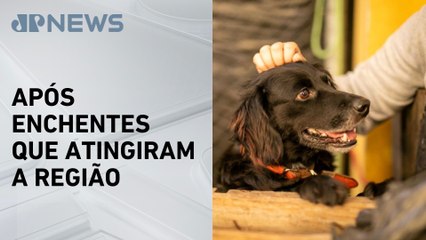 Mais de 800 cães e gatos seguem aguardando por adoção no Rio Grande do Sul