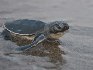 Yüz binlercesi denizle buluştu: Caretta caretta sayısı artıyor