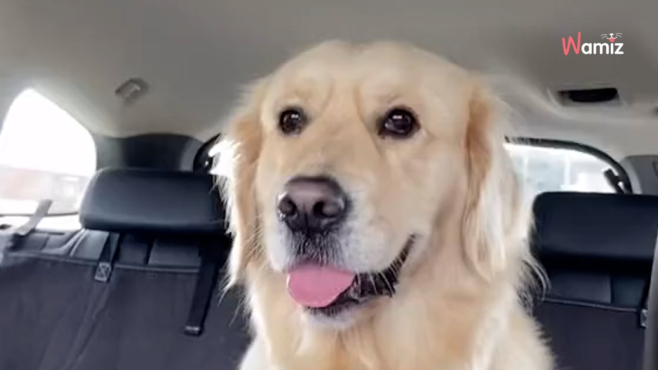 Elle dépose sa Golden Retriever dans une garderie : elle reçoit des images vont lui donner le sourire