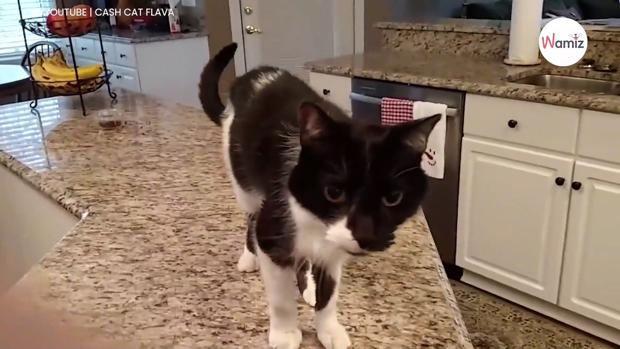 Il entend son chat miauler, n'en croit pas ses oreilles et sort sa caméra (Vidéo)viouslycom video1080 (7)