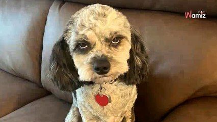 Elle emmène son chien chez le toiletteur : 21,1M de personnes explosent de rire à la sortie (vidéo)