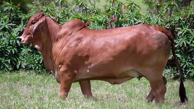 Miss W2R 1409 > WRRB-1409