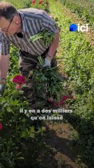 Les Pfìngschtrose, les pivoines d'Alsace avec Jean-Marc Schneider