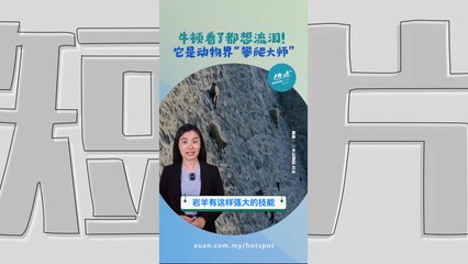 近乎垂直“攀岩走壁”神乎其技！ 它为了活下去才练就这项本领？  #生物篇 | 懂来做莫？ Ep204