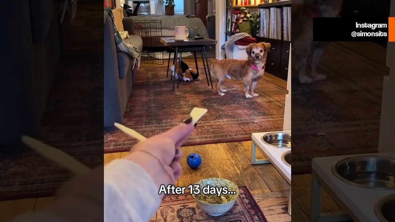 Un chiot traumatisé accepte enfin les caresses de sa maîtresse – un moment qui fait fondre les cœurs sur internet