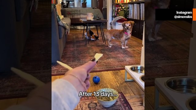 Un chiot traumatisé accepte enfin les caresses de sa maîtresse – un moment qui fait fondre les cœurs sur internet