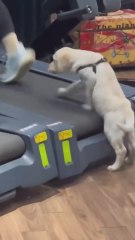 Un cachorro labrador hace cinta con su dueña en el gimnasio y todos le miran
