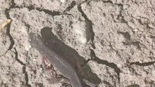 lizard 🦎I saved her life😊Çalışma Alanında Bir Kertenkelenin Hayatını Kurtardım 😊 Offical Video