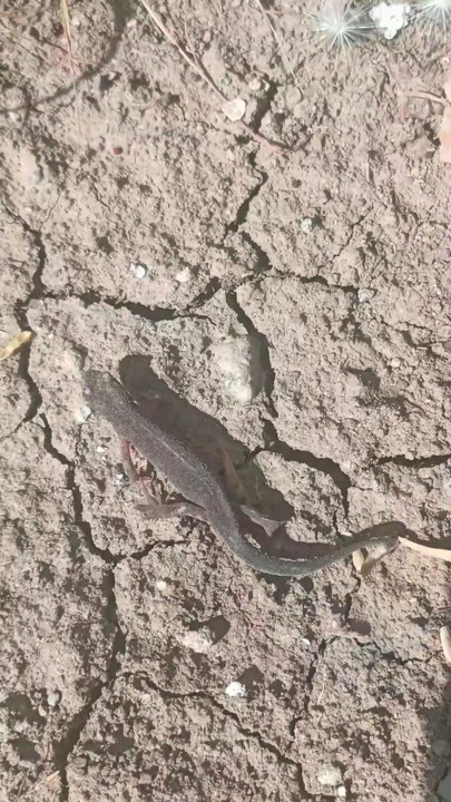 lizard 🦎I saved her life😊Çalışma Alanında Bir Kertenkelenin Hayatını Kurtardım 😊 Offical Video