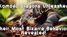 Komodo Dragons Unleashed: Their Most Bizarre Behaviors Revealed!