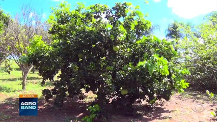 Laranja Zamboa: conheça a maior fruta cítrica do mundo