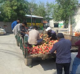 बाकरोल करुणा मंदिर: जीव दया प्रेमियों ने गायों को खिलाए तीन टन तरबूज