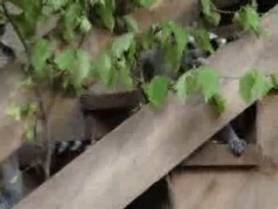 im tierpark hagenbeck