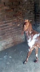 0333-6824182 Healthy/Unique Color/Male Goat/Khassi/Qurbani2025/90,000/-