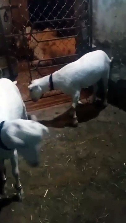 0333-5791449 Milk Color Teddy Goats/Pregnant in Low Budget/Rawalpindi