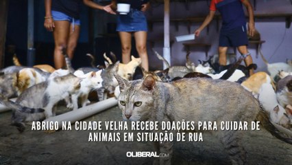 Abrigo na Cidade Velha recebe doações para cuidar de animais em situação de rua
