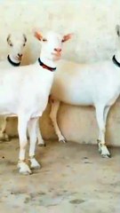 0333-5791449 Teddy Goats/Pragnent/Pure Milky Color/Best for Farming