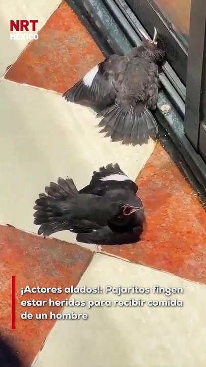 ¡Estos pajaritos son unos genios! 🧠🐦 Vieron que un hombre ayudó a una ave herida… y todos empezaron a fingir estar lastimados para que también les tocara comida. ¡Puro talento actoral emplumado! 🎭🍽️
