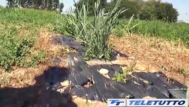 Video News - Parco via Livorno, la bonifica si blocca