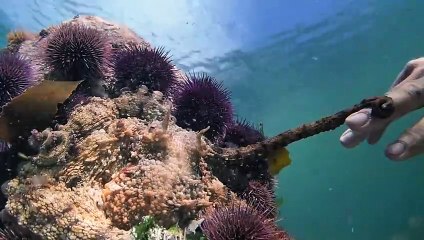 "My Octopus Teacher". Discovering Connection