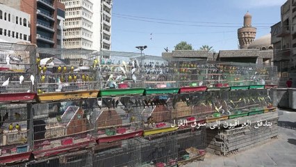 سوق الغزل يجذب محبي الحيوانات الأليفة في بغداد