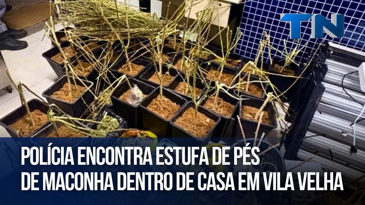 Polícia encontra estufa de pés de maconha dentro de casa em Vila Velha