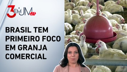 Gripe aviária: China e UE suspendem compra de frango brasileiro; Mariana Grilli explica