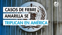 Los casos de fiebre amarilla se triplican en América, según la OMS