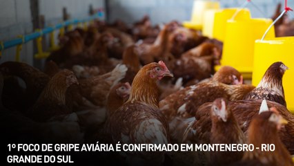 1º foco de gripe aviária é confirmado em Montenegro - Rio Grande do Sul