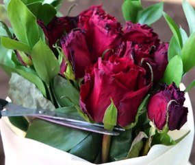 Grow Stunning Roses with These Simple Secrets!