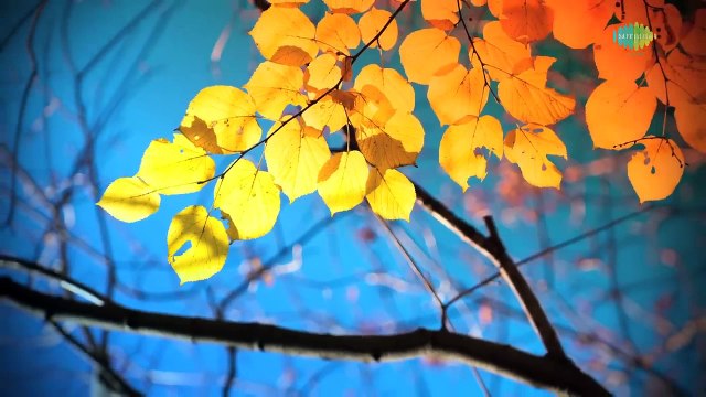 Mere Mehboob Mere Sanam with lyrics _ Shah Rukh Khan _ Sonali Bendre _ Udit N _ Alka Y _ Duplicate(720P_HD)