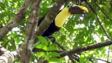 AMAZON JUNGLE