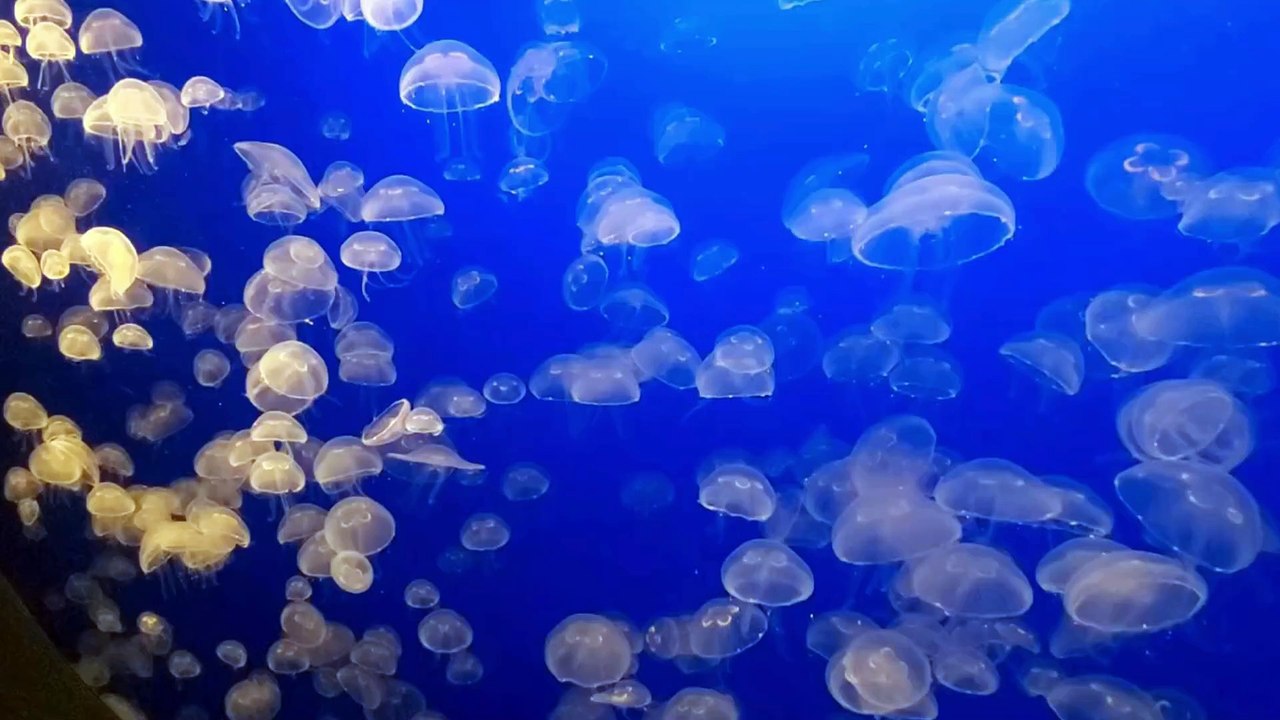 Jellyfish: The Brainless Survivors of 500 Million Years"