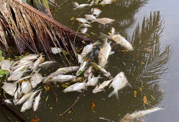 ext-Denuncian muertes masivas de peces en lagunas de barra del Pacuare en Limón-160525