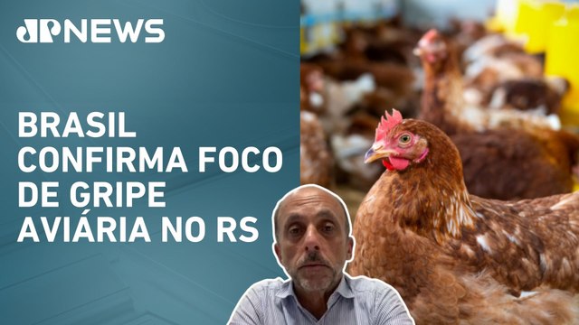 “Grande risco é quando infecta humanos”, diz infectologista sobre gripe aviária no Brasil