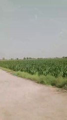 Village natural beauty#village simple life